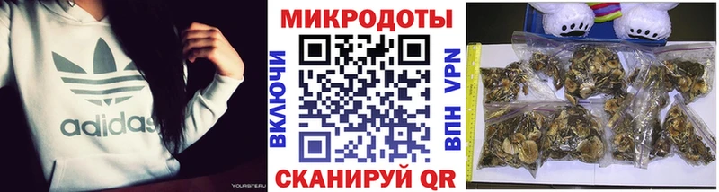 Псилоцибиновые грибы мицелий Купить где Минеральные Воды
